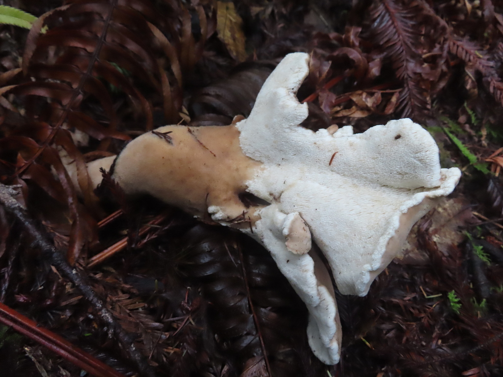 Jahnoporus hirtus · December 2025 · photo: © peliken (iNaturalist, cc-by)