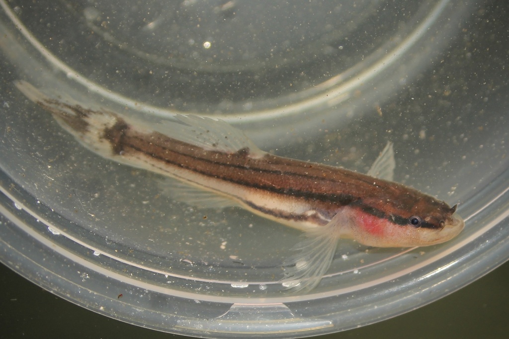 Swampfish