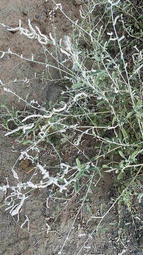 kapok bush