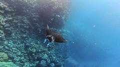 Reef manta ray