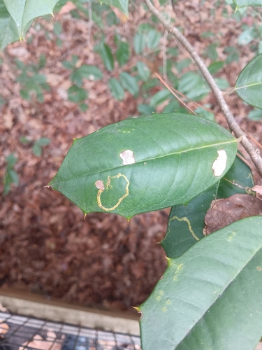 Unknown species found near Congaree National Park, Richland County, US-SC, US