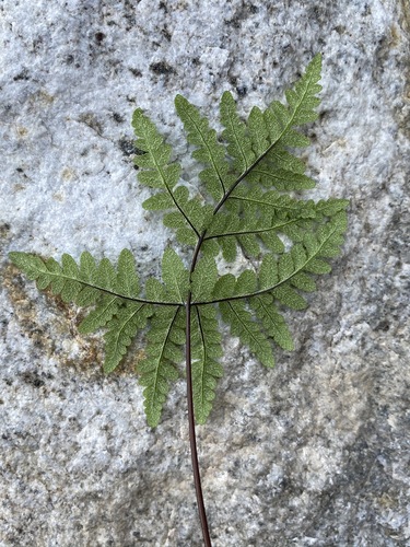 Image of Maxon's Goldback Fern (Pentagramma maxonii) by (c) Matt Berger, some rights reserved (CC BY)