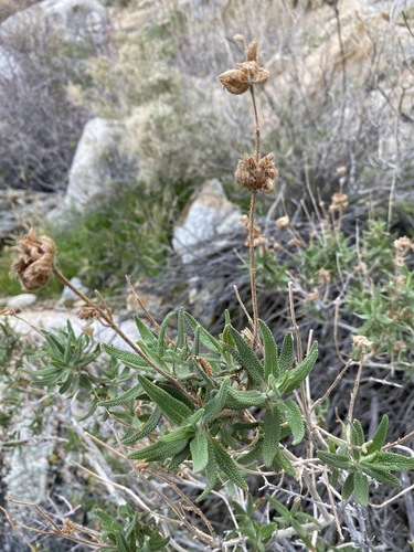 Image of Salvia eremostachya by (c) Matt Berger, some rights reserved (CC BY)