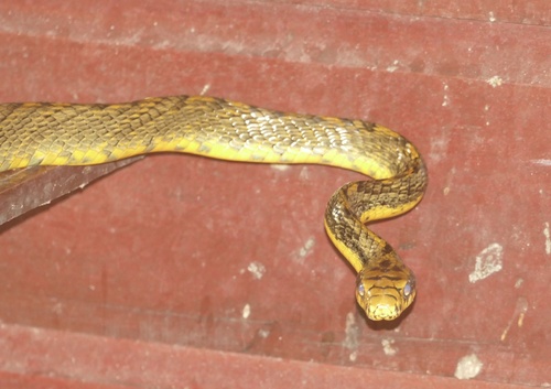 Amazon Puffing Snake