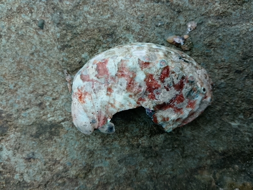 Haliotis tuberculata