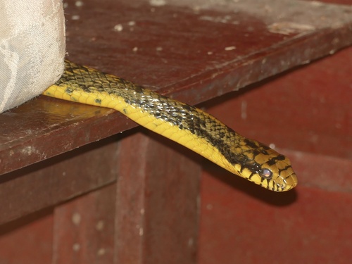 Amazon Puffing Snake