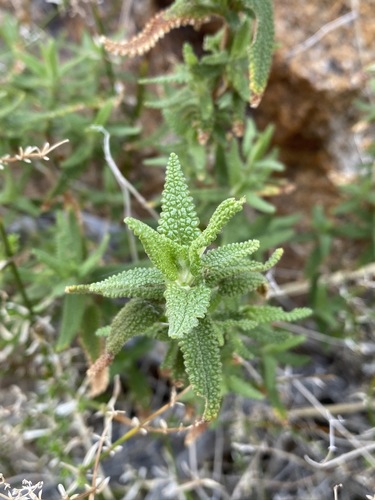 Image of Salvia eremostachya by (c) Matt Berger, some rights reserved (CC BY)