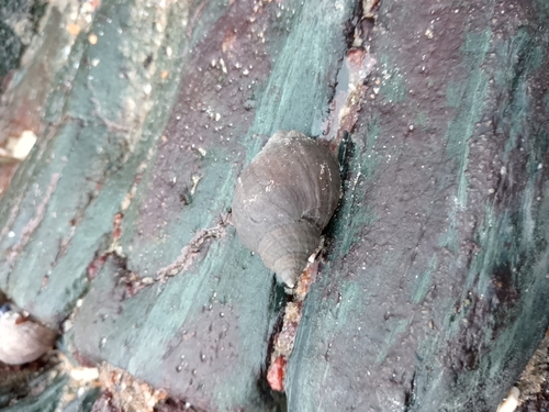 Nucella lapillus