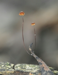 Cryptomarasmius corbariensis