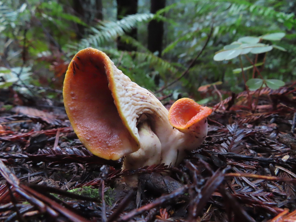 Turbinellus floccosus · December 2025 · photo: © peliken (iNaturalist, cc-by)