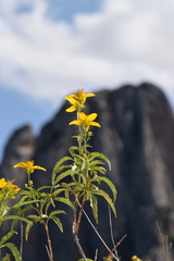 Electranthera mutica