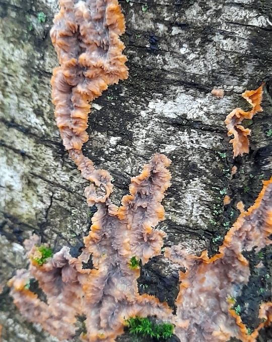 Phlebia radiata · December 2025 · photo: © prokhozhyj (iNaturalist, cc-by)