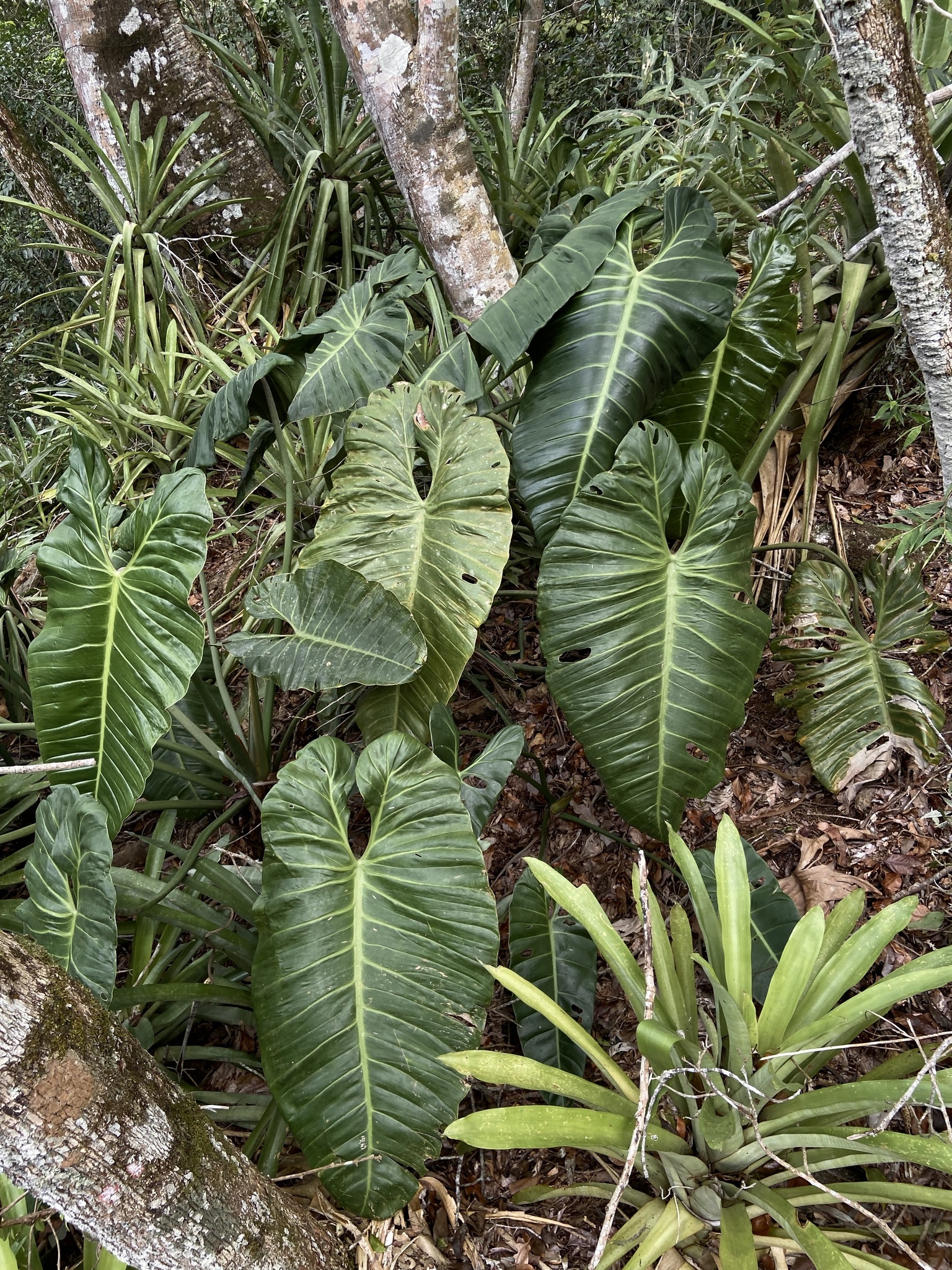 Philodendron Bernardopazii