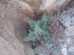 Argyrochosma limitanea