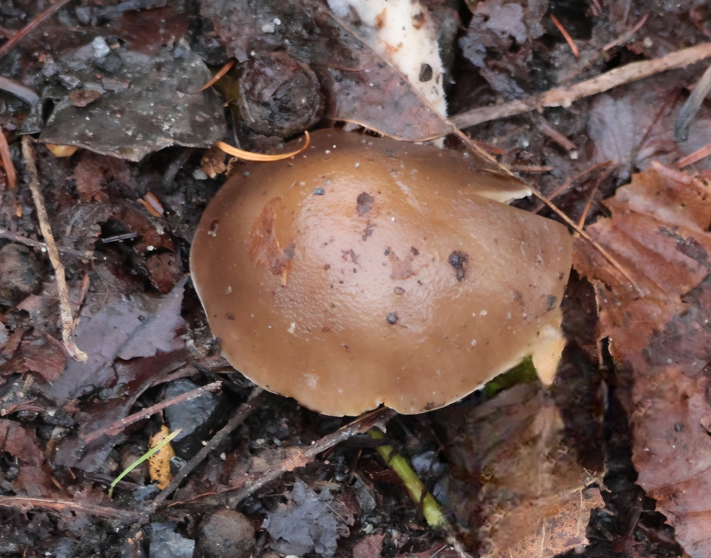 Meottomyces dissimulans · December 2025 · photo: © ikelman (iNaturalist, cc0)