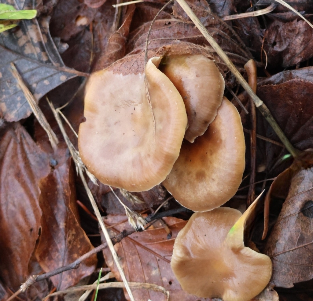 Meottomyces dissimulans · December 2025 · photo: © ikelman (iNaturalist, cc0)