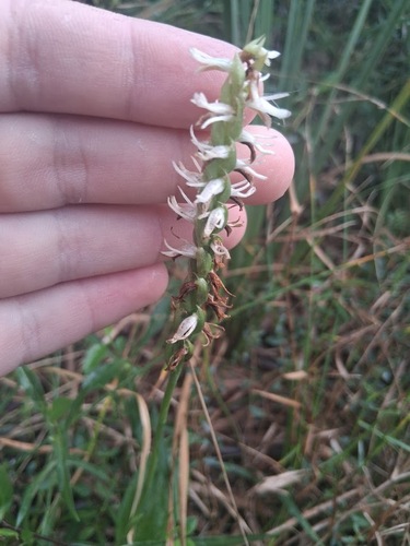 Spiranthes odorata, photograph 6