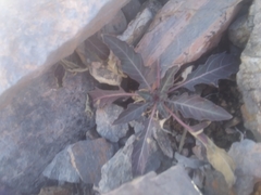 Oenothera brachycarpa