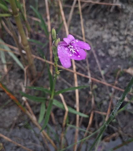 Everglades Water-willow (Justicia angusta)