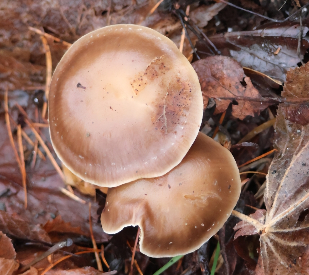 Meottomyces dissimulans · December 2025 · photo: © ikelman (iNaturalist, cc0)