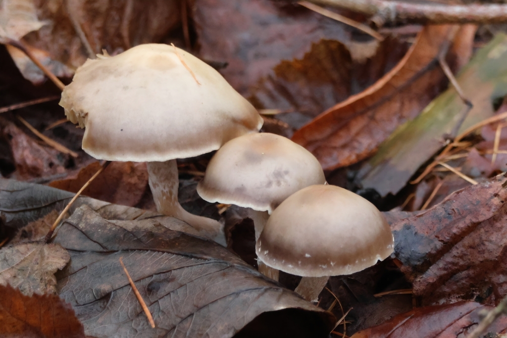 Meottomyces dissimulans · December 2025 · photo: © ikelman (iNaturalist, cc0)