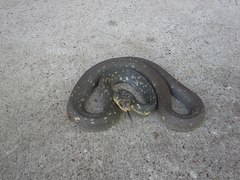 Coluber constrictor anthicus