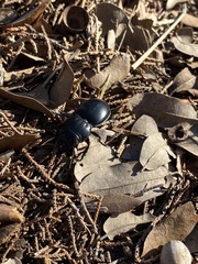 Pasimachus californicus