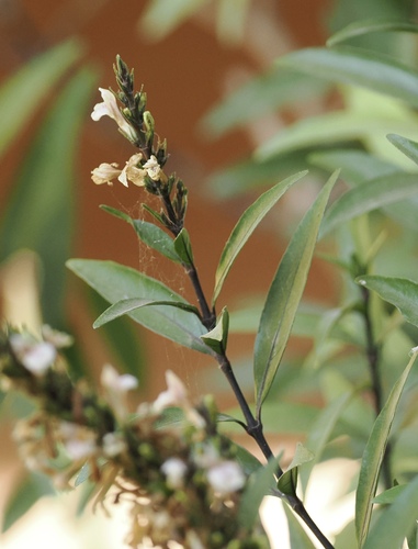 Willow Leaved Justicia (Justicia gendarussa)