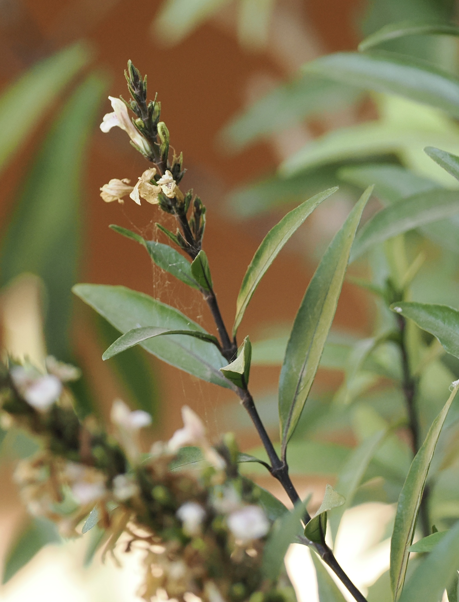 Willow Leaved Justicia (Justicia gendarussa)