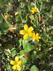 Mentzelia lindheimeri