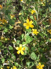 Mentzelia lindheimeri