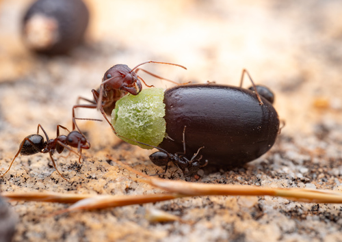 Small pugnacious ant photo 3