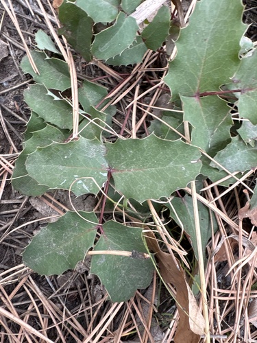 Mahonia repens