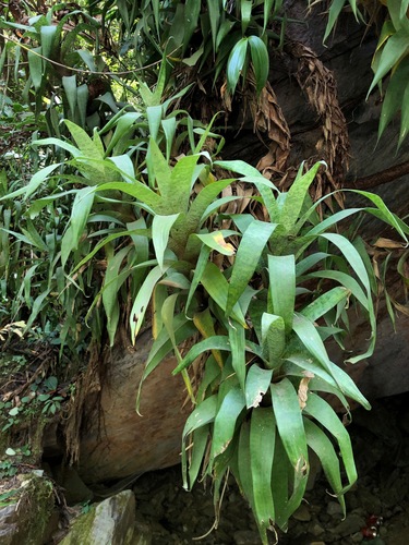 Goudaea ospinae, photograph 5