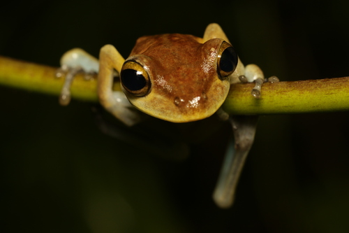 Litoria thesaurensis observed 2025-10-02