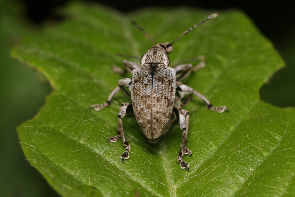 Exophthalmida planirostris