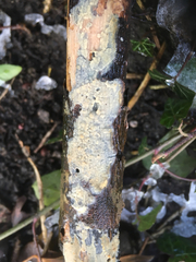 Radulomyces confluens