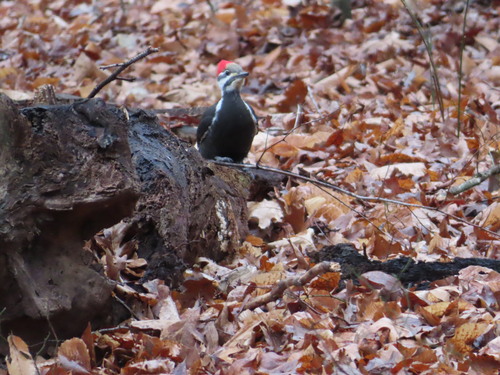 Pileated Woodpecker