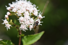 Copestylum marginatum