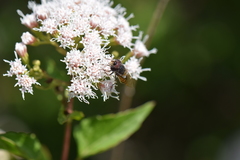 Copestylum marginatum