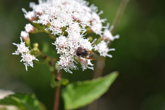 Copestylum marginatum