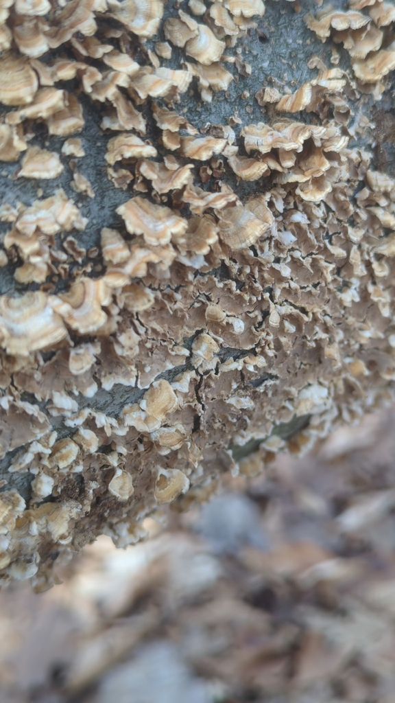 Stereum complicatum · December 2025 · photo: © paulkarp (iNaturalist, cc-by)