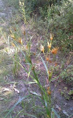 Rhynchospora macrostachya