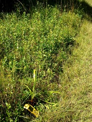Xyris platylepis