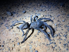 Selenocosmia