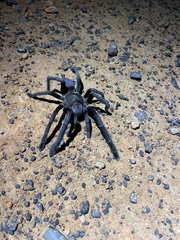 Selenocosmia