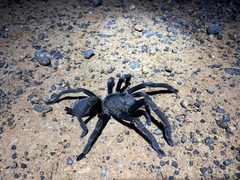 Selenocosmia