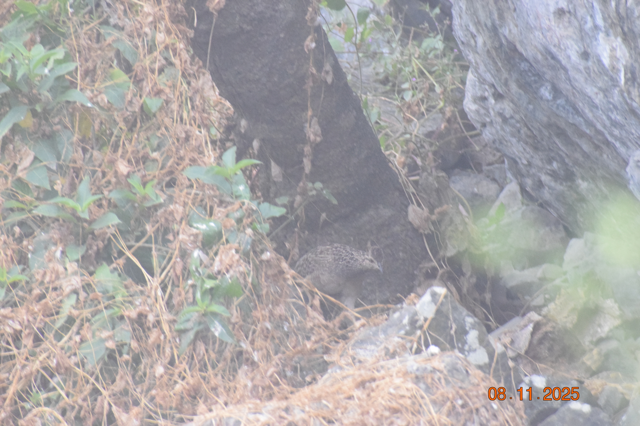 Andean Tinamou (Nothoprocta pentlandii), photo 4