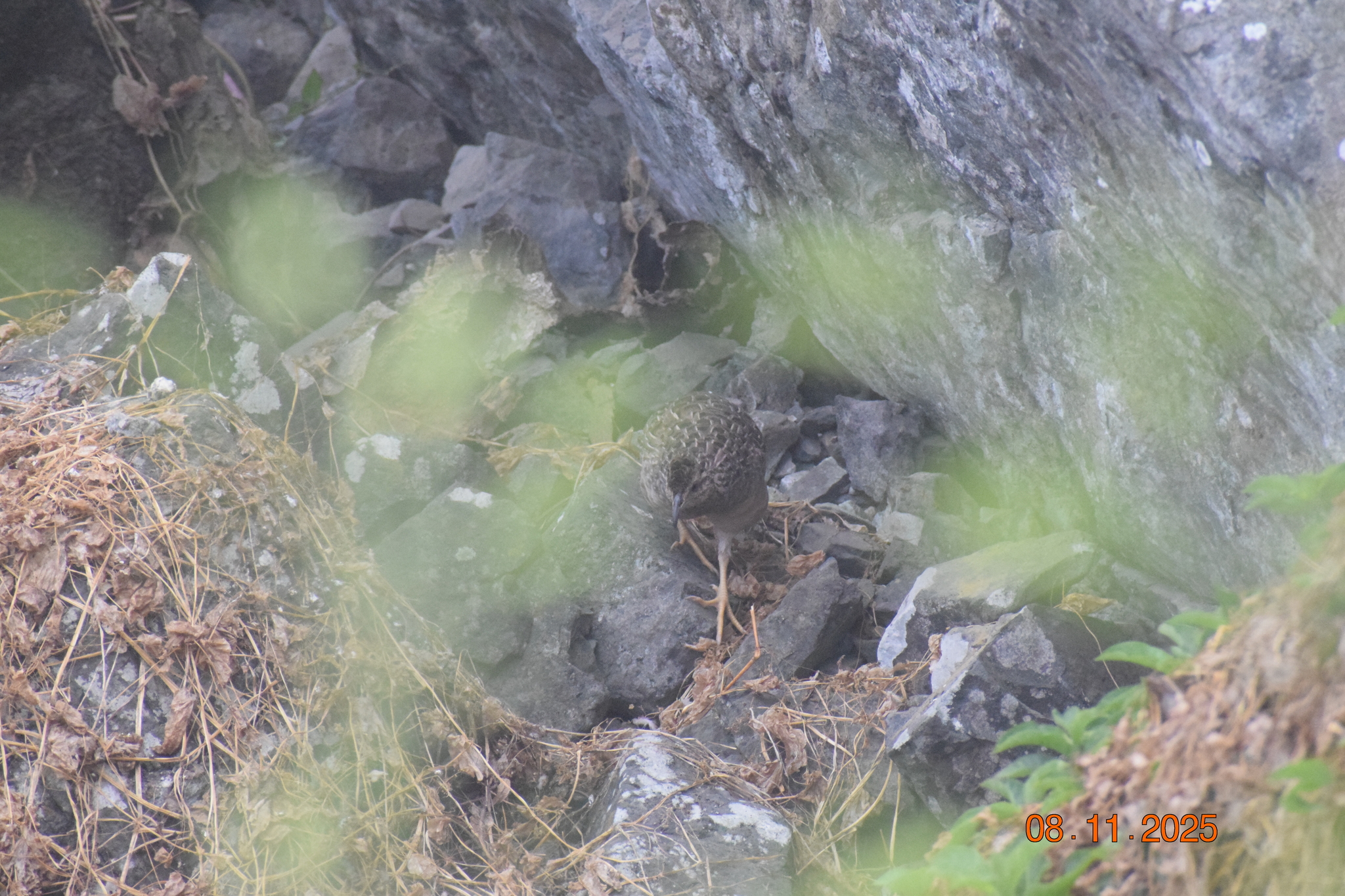 Andean Tinamou (Nothoprocta pentlandii), photo 5