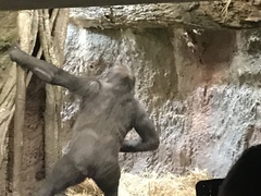 Gorilla